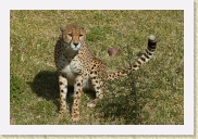 DSC_4216 Cheetah * 700 x 467 * (483KB)